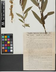 Foto von Salix triandra L. x Salix viminalis L.